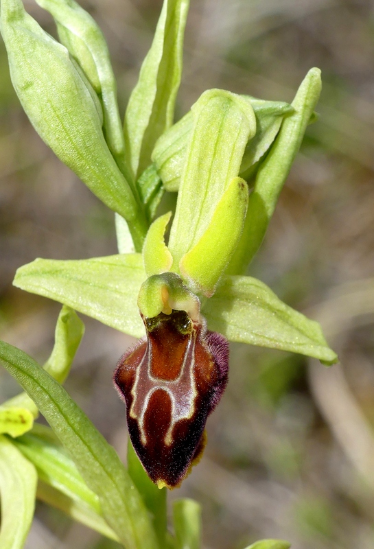 Ophrys exaltata subsp. archipelagi in Abruzzo marzo e aprile 2019